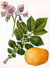 Как  вырастить хороший урожай картофеля в Сибири.
