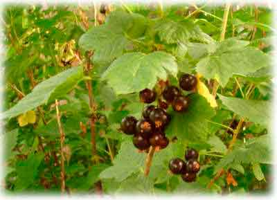Биологическое описание кустов черной смородины