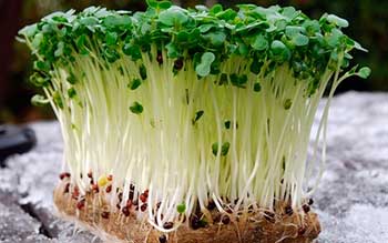 Как вырастить кресс-салат?