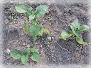 О преимуществах семенного размножения картофеля