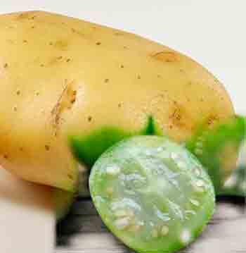 О преимуществах семенного размножения картофеля