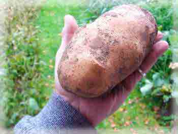 Тайна картофеля