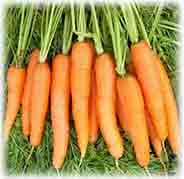 Правильный уход за морковью