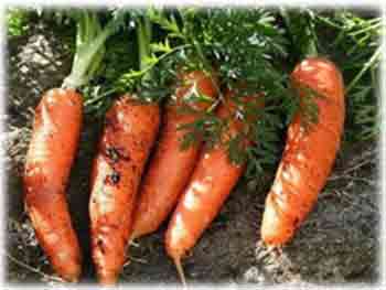 Правильный уход за морковью