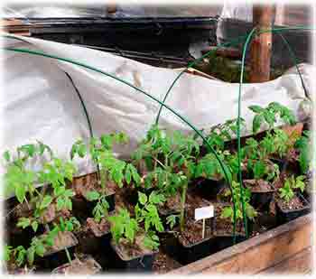 Когда и как правильно высаживать рассаду томатов