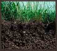 Как повысить плодородность почвы?