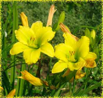 Лилейник: универсальный цветок для ленивых садоводов