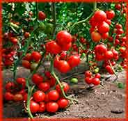 Правильная формировка растений томатов и перцев