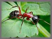 Как избавиться от муравьев без химии