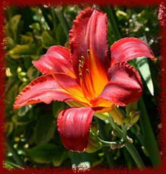 Лилейник: универсальный цветок для ленивых садоводов