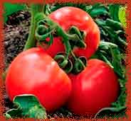 О причинах плохого плодоношения томатов