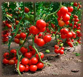 О причинах плохого плодоношения томатов