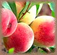 Польза персиков для здоровья