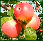 Уход за вишней и яблоней